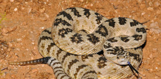 Rattlesnake safety tips Rattlesnake safety tips