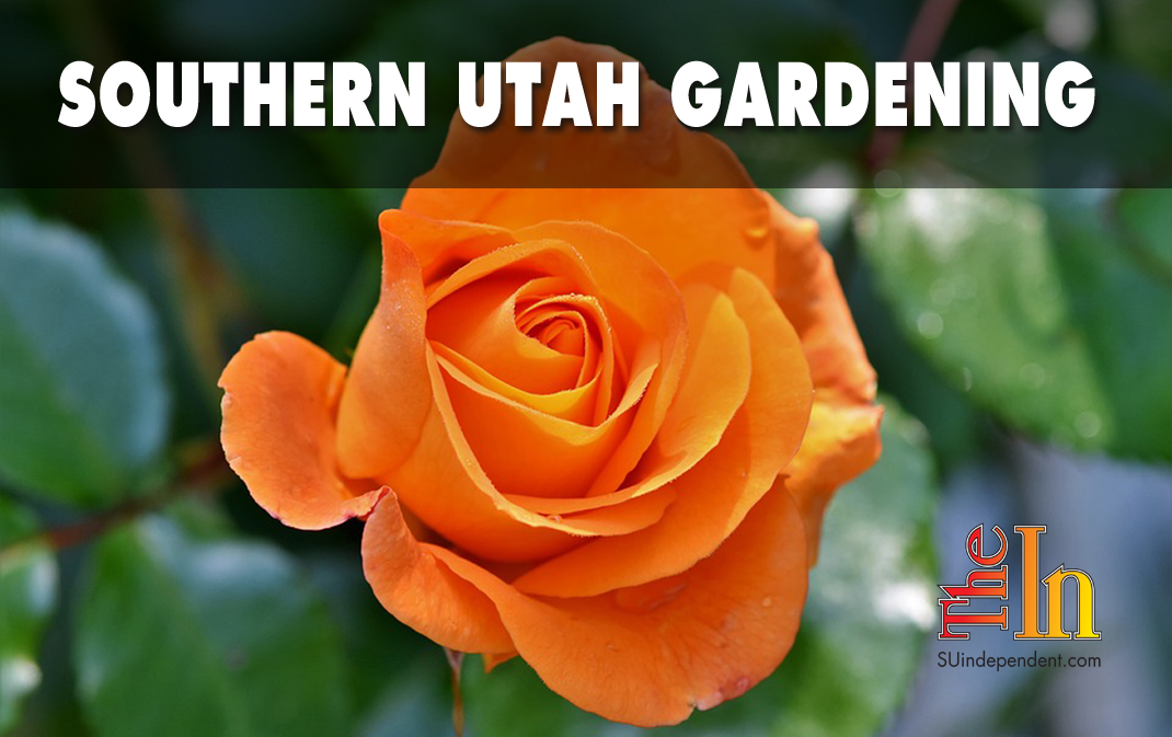 Southern Utah Gardening: Deadheading roses
