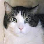 souther utah adoptable pets willy