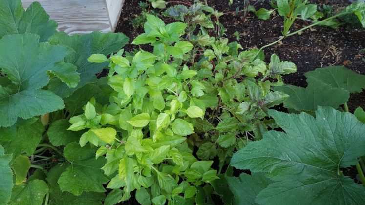 Southern Utah Gardening: How to grow basil