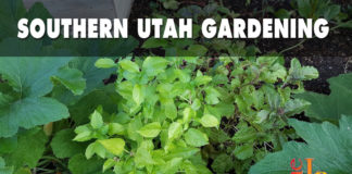 Southern Utah Gardening: How to grow basil Southern Utah Gardening: How to grow basil
