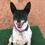 southern utah adoptable pets Beatrix