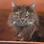 southern utah adoptable pets Caille