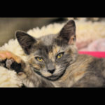 southern utah adoptable pets Millicent