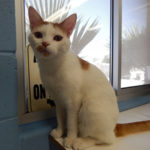 southern utah adoptable pets Tigger (2)