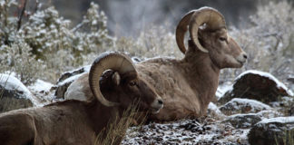 Pneumonia detected in Zion National Park bighorn sheep herd Pneumonia detected in Zion National Park bighorn sheep herd