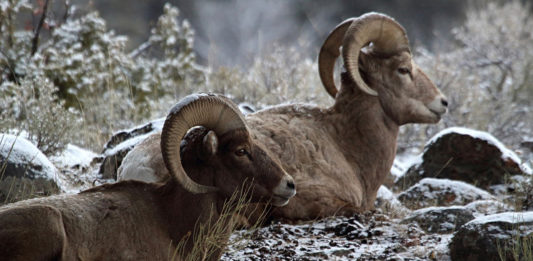 Pneumonia detected in Zion National Park bighorn sheep herd
