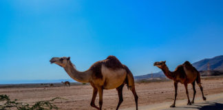 Dr. Joseph Platt presents on Arabian Peninsula wildlife in Springdale Dr. Joseph Platt presents on Arabian Peninsula wildlife in Springdale