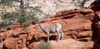 How to prevent wildlife attacks: Let common sense overrule curiosity How to prevent wildlife attacks: Let common sense overrule curiosity