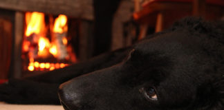 National Pet Fire Safety Day: Stop your pets from burning down your home National Pet Fire Safety Day: Stop your pets from burning down your home!