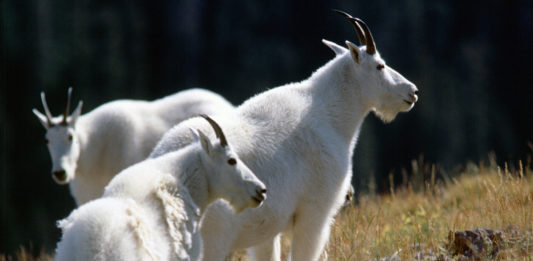 See mountain goats on Tushar Mountain at Goat Watch