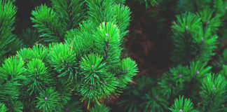 Pine Valley Heritage Center hosts 2018 Pine Valley Heritage Day Pine Valley Heritage Center hosts 2018 Pine Valley Heritage Day