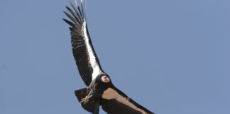 Endangered California Condors released at Vermilion Cliffs National Monument Endangered California Condors released at Vermilion Cliffs National Monument