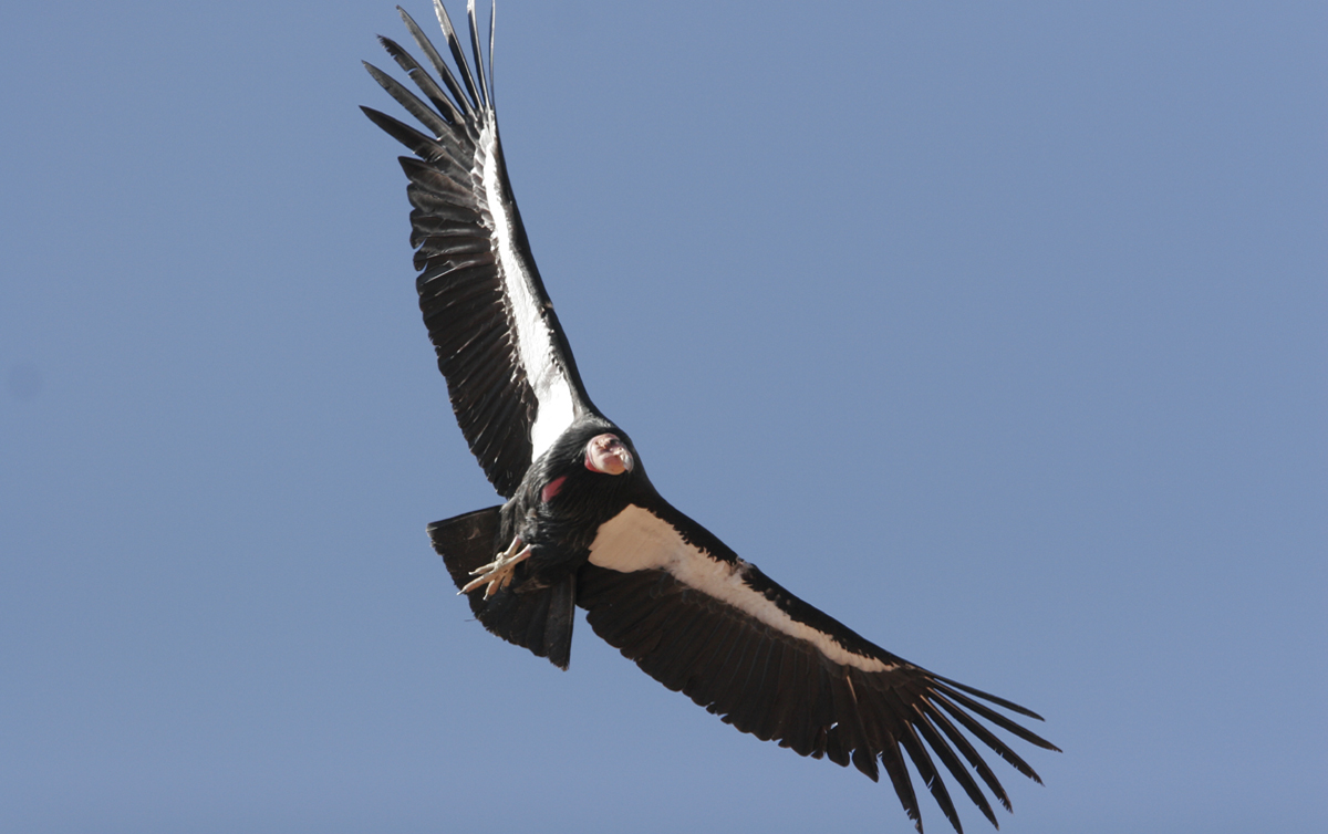 Endangered California Condors released at Vermilion Cliffs National Monument