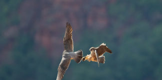 Zion National Park climbing routes re-open after successful peregrine falcon nesting season Zion National Park climbing routes re-open after successful peregrine falcon nesting season