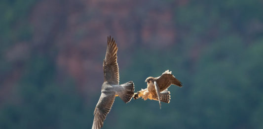 Zion National Park climbing routes re-open after successful peregrine falcon nesting season