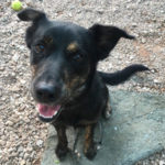 southern utah adoptable pets Ranger