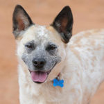 southern utah adoptable pets Raquel