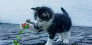 Best Friends Animal Society celebrates opening of life-saving kitten nursery in Kanab The Best Friends Animal Society community cat team in southern Utah just got a boost with the opening of the Best Friends Kitten Nursery in Kanab.