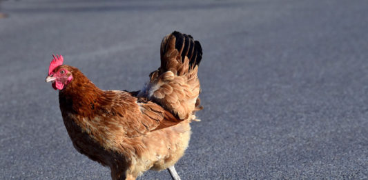 Why did the chicken cross the road?