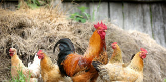 Is there a correlation between backyard chickens and increased rodent populations? Is there a correlation between backyard chickens and increased rodent populations?