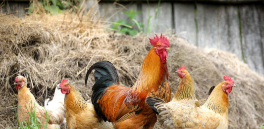 Is there a correlation between backyard chickens and increased rodent populations?