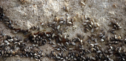 The quagga mussel situation at Lake Powell has worsened. If you boat at Lake Powell, it's very likely your boat has quagga mussels on it.