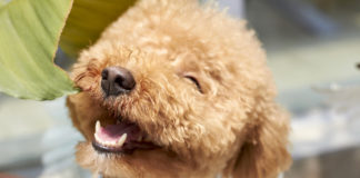 Want your dog photos to be a hit on social media? Here are five tips Want your dog photos to be a hit on social media? Here are five tips