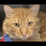 southern utah adoptable pets sonny1spect