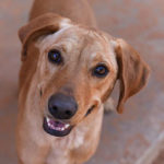 southern utah adoptable pets Genevieve