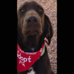 southern utah adoptable pets Hershey