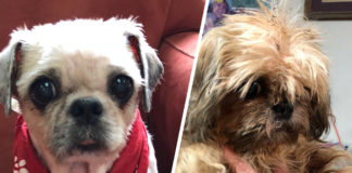 P.A.W.S. assists with rescue in Taylorsville dog hoarding situation P.A.W.S. assists with rescue in Taylorsville dog hoarding situation