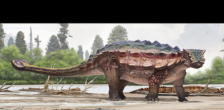 Akainacephalus johnsoni comes home to Kane County A new dinosaur species, Akainacephalus johnsoni was discovered in the Kaiparowits Formation of Grand Staircase-Escalante National Monument in Kane County.