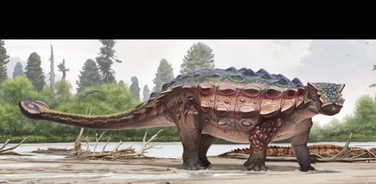 A new dinosaur species, Akainacephalus johnsoni was discovered in the Kaiparowits Formation of Grand Staircase-Escalante National Monument in Kane County.