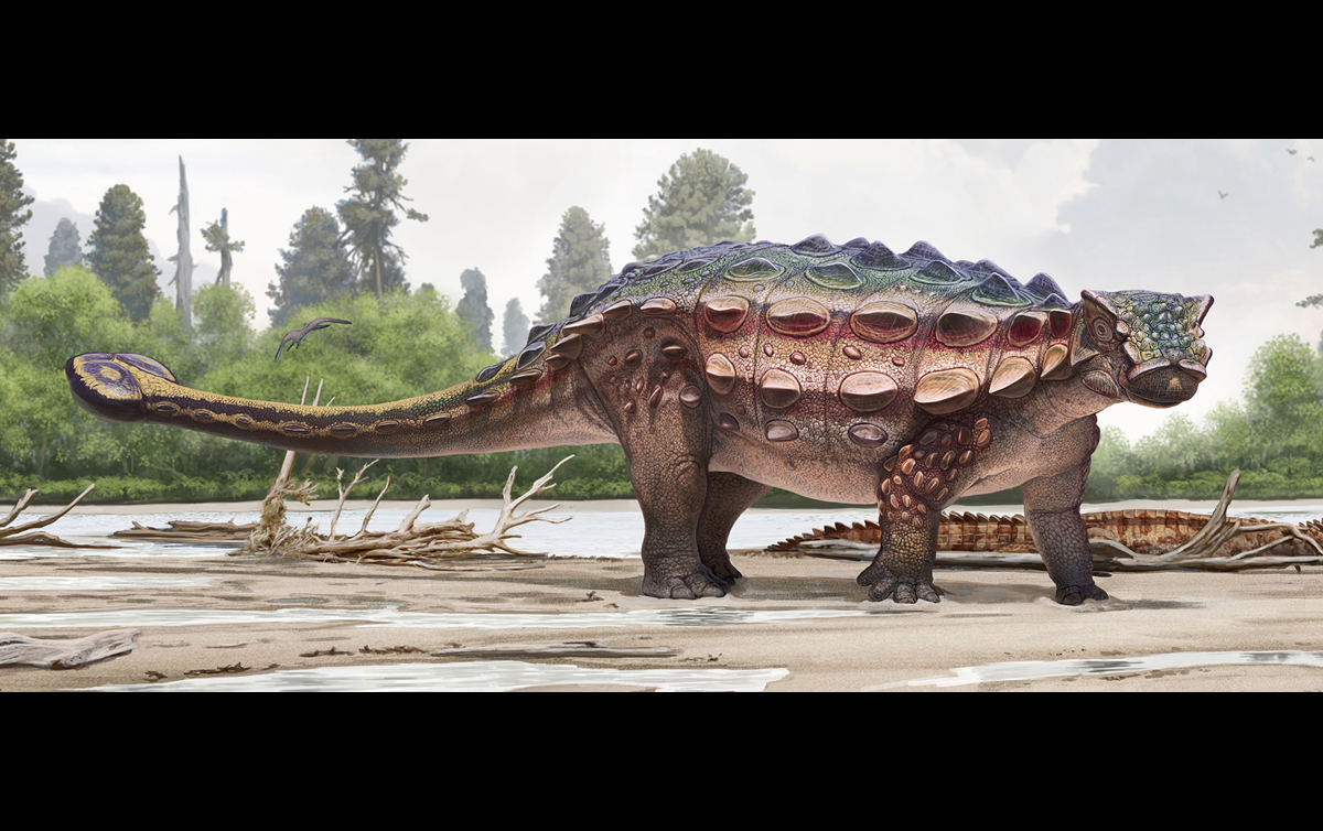 A new dinosaur species, Akainacephalus johnsoni was discovered in the Kaiparowits Formation of Grand Staircase-Escalante National Monument in Kane County.