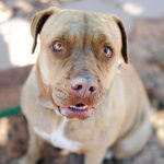 southern utah adoptable pets Wendy