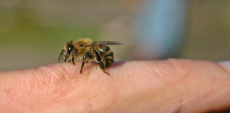 Ouch! Autoinjector pen injuries more common than you’d think Autoinjector pen can be dangerous to the person administering the injection, and autoinjector pen injuries can occur if they accidentally inject themselves.