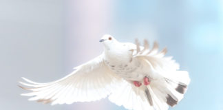 DOVE Center welcomes two new members to board of directors Jerry Salkowe and Vicki Wilson, both of whom reside in the St. George area, recently joined the DOVE Center board of directors.