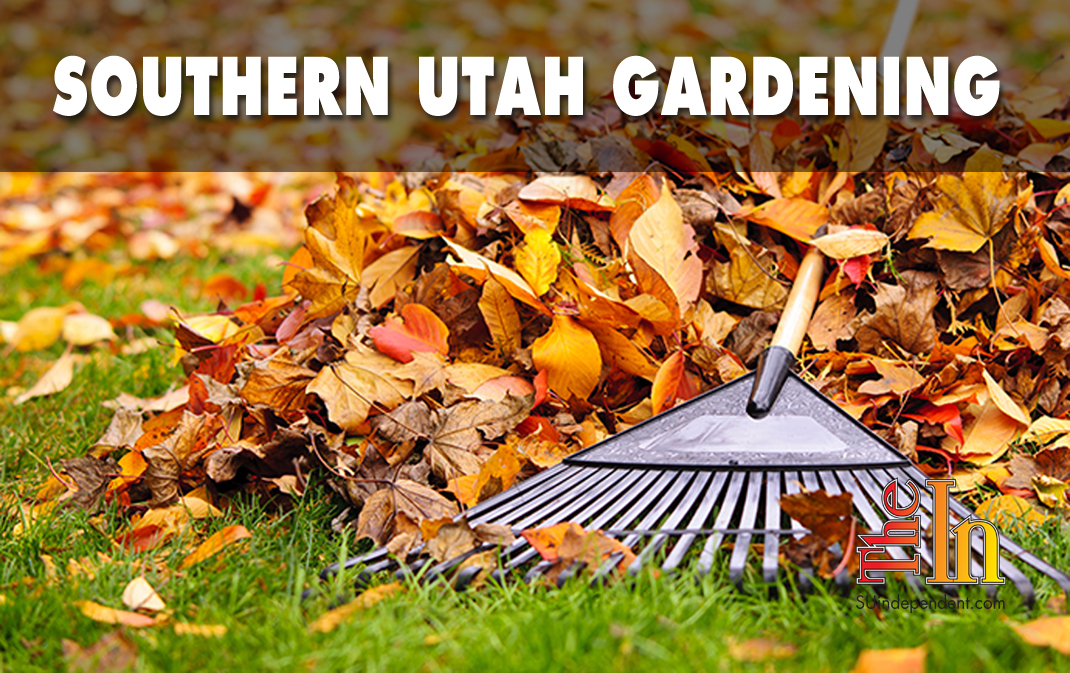 By investing time before winter takes over, you can ensure healthier and happier plants next spring. Consider these tips for fall yard care.