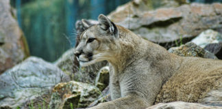 What should you do if you encounter a cougar? What should you do if you encounter a cougar? There are things you can do to increase your chance of survival as well as reduce the risk of an encounter.