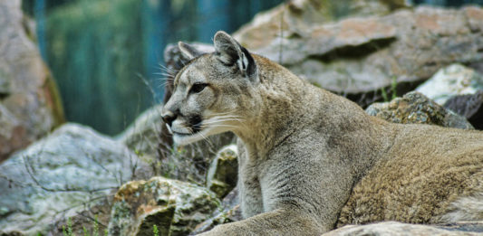 What should you do if you encounter a cougar? There are things you can do to increase your chance of survival as well as reduce the risk of an encounter.