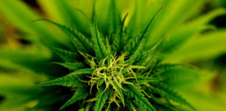 Four ways marijuana businesses could benefit from banking law changes Changing banking law to allow financial institutions to work with legal marijuana businesses would ease many issues that inevitably must be addressed.