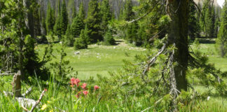 SUU Community Education hosts Weekend Road Trip to Capitol Reef SUU Community Education Weekend Road Trip to Capitol Reef