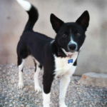 southern utah adoptable pets Blackjack