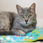 southern utah adoptable pets Britney