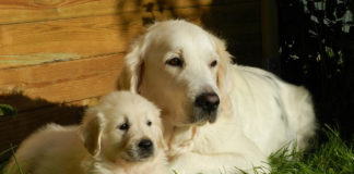 The Independent Southern Utah Adoptable Pets Guide southern utah adoptable pets CoverOctober202018