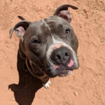 southenr utah adoptable pets Hercules