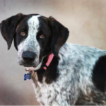 southern utah adoptable pets Keno