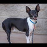 southern utah adoptable pets Kiko