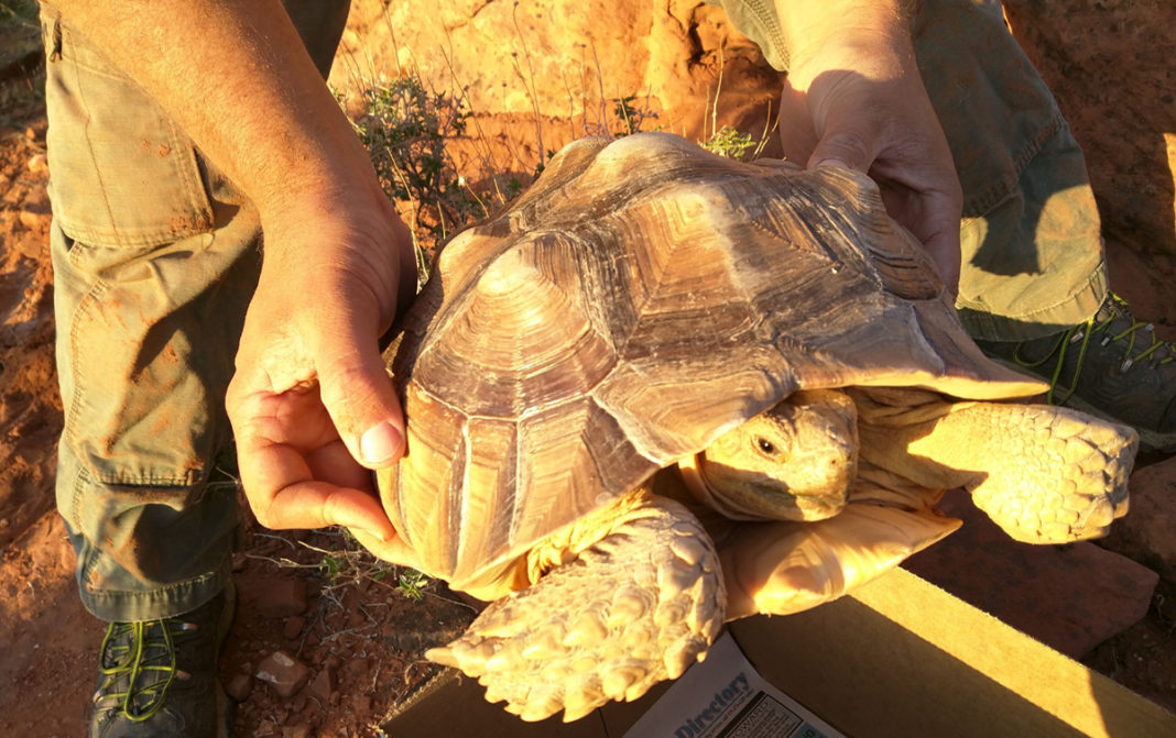 Sulcata tortoises spotted in Red Cliffs Desert Reserve - The ...